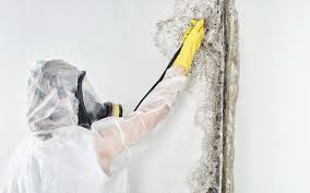 Best Residential Mold Inspection & Testing  in Itta Bena, MS